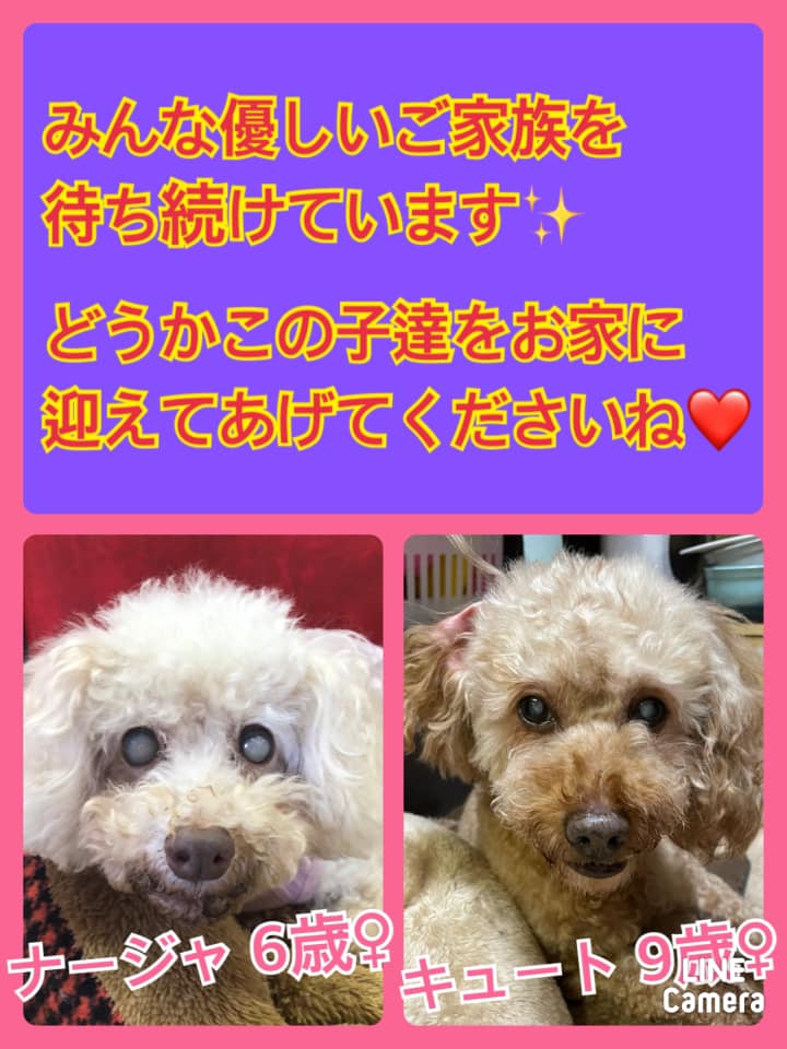 🐾今日の里親様募集中ワンコ🐶＆ニャンコ🐱メンバーです🐾2021,5,25